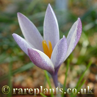 Crocus michelsonii Iran