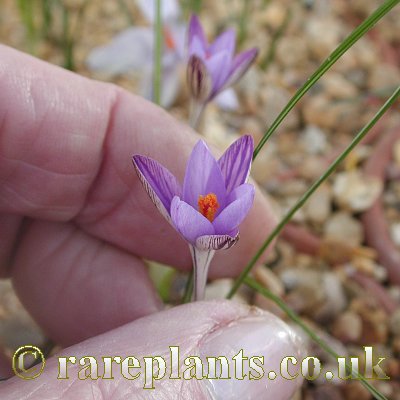 Crocus minimus CO33a