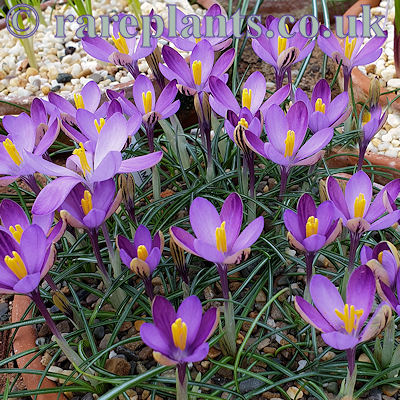 Crocus minimus Little Girl