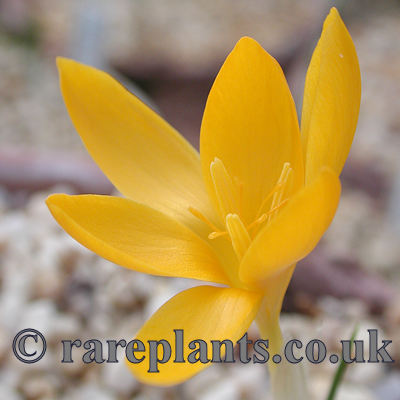 Crocus mouradii