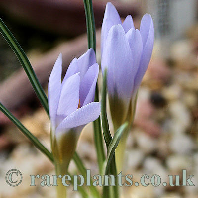 Crocus munzurense
