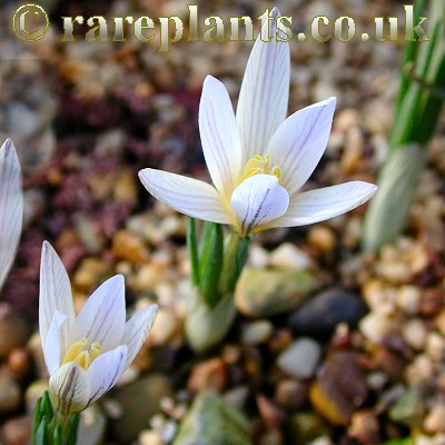 Crocus nevadensis