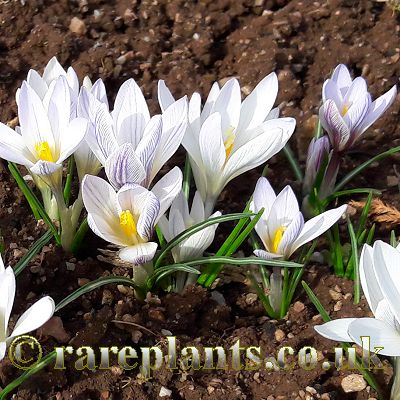 Crocus nevadensis