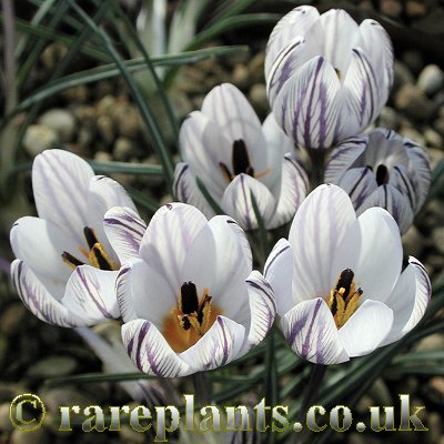 Crocus nubigena