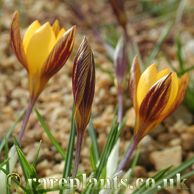 Crocus olivieri Little Tiger