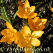 Crocus olivieri olivieri