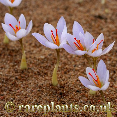 Crocus oreocreticus Gwenola