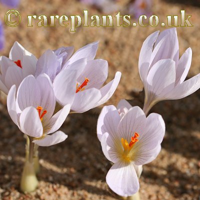 Crocus oreocreticus Maïlys