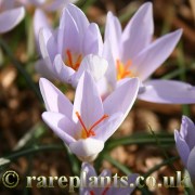 Crocus paschei