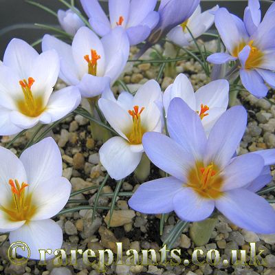 Crocus pseudonubigena