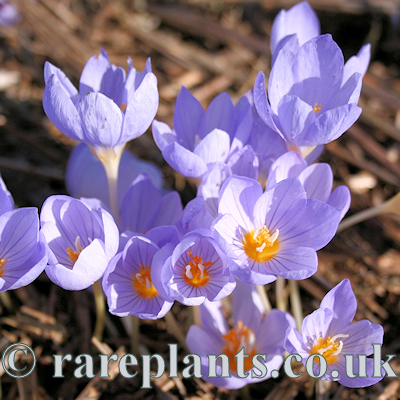 Crocus pulchellus