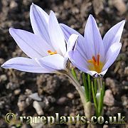 Crocus reticulatus Moldavia