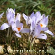 Crocus reticulatus VV.YYY.30