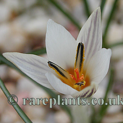 Crocus rhodensis