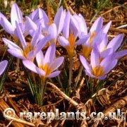 Crocus rujanensis
