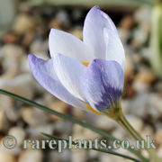 Crocus salurdaghensis