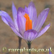 Crocus salzmannii KPW.9422
