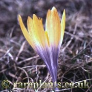 Crocus scardicus