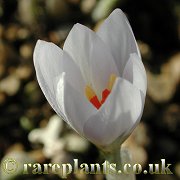 Crocus schneideri