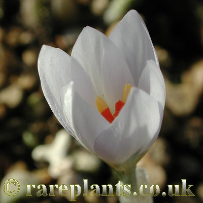 Crocus schneideri