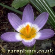 Crocus sieberi tricolor