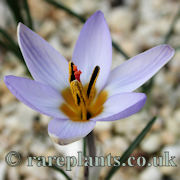 Crocus siesumsiana