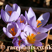 Crocus sublimis Galicica