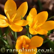 Crocus suterianus