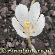 Crocus suwarowianus