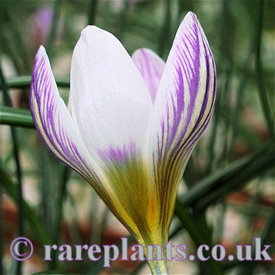 Crocus tauricus