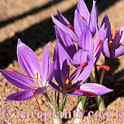 Crocus thomasii Annick