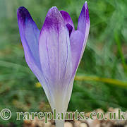 Crocus tommasinianus Bobbo
