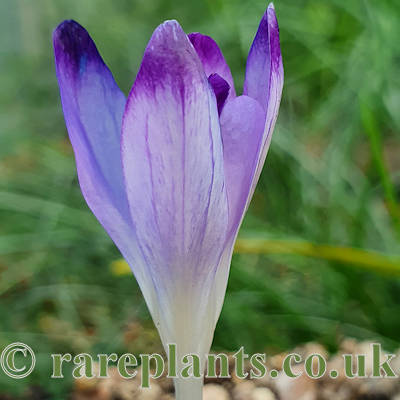 Crocus tommasinianus Bobbo