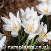 Crocus tommasinianus Eric Smith