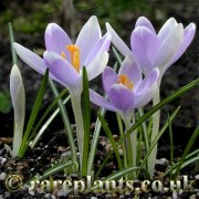 Crocus tommasinianus Pictus