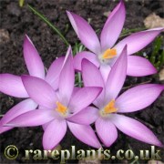 Crocus tommasinianus Roseus