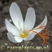 Crocus tournefortii albus