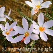 Crocus tournefortii