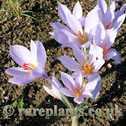 Crocus turcicus JJA.349.961
