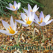 Crocus vaclavii
