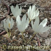 Crocus vallicola