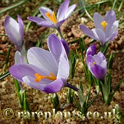 Crocus veluchensis GR 13 09 2