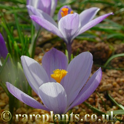 Crocus veluchensis GR 13 09 2 comp