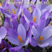 Crocus veluchensis JJA.354.002
