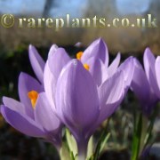 Crocus veluchensis Woodland form