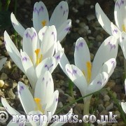 Crocus vernus Carpathian Wonder