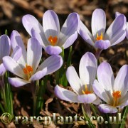 Crocus vernus albiflorus Lavender Symphony