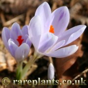 Crocus heuffelianus Uklin Strain