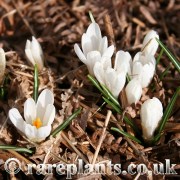 Crocus vernus albiflorus Delnice CEH.509