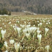 Crocus vernus albiflorus